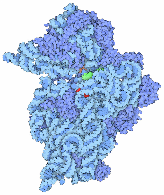 <I>Small subunit of a bacterial ribosome with paromomycin (red), streptomycin (not visible in the figure), and spectinomycin (orange). A small piece of the messenger RNA is shown in green.</I>