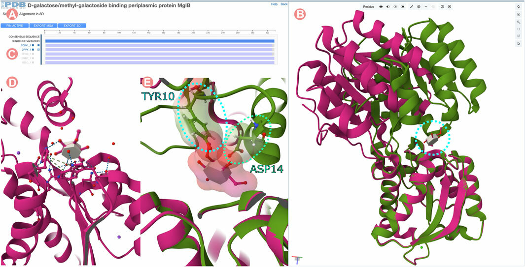 <I>Sequence Alignments in 3D tool for the D-galactose/methyl-galactoside binding periplasmic protein (GGBP) related Group at 100% of sequence identity. (Figure 14 of Front. Bioinform. 3:1311287 doi: 10.3389/fbinf.2023.1311287)</I>