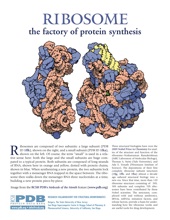 Ribosome flyer