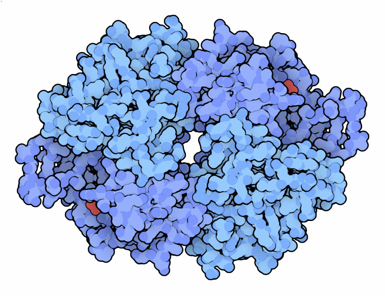 <I>Human hypoxanthine-guanine phosphoribosyltransferase.</I>