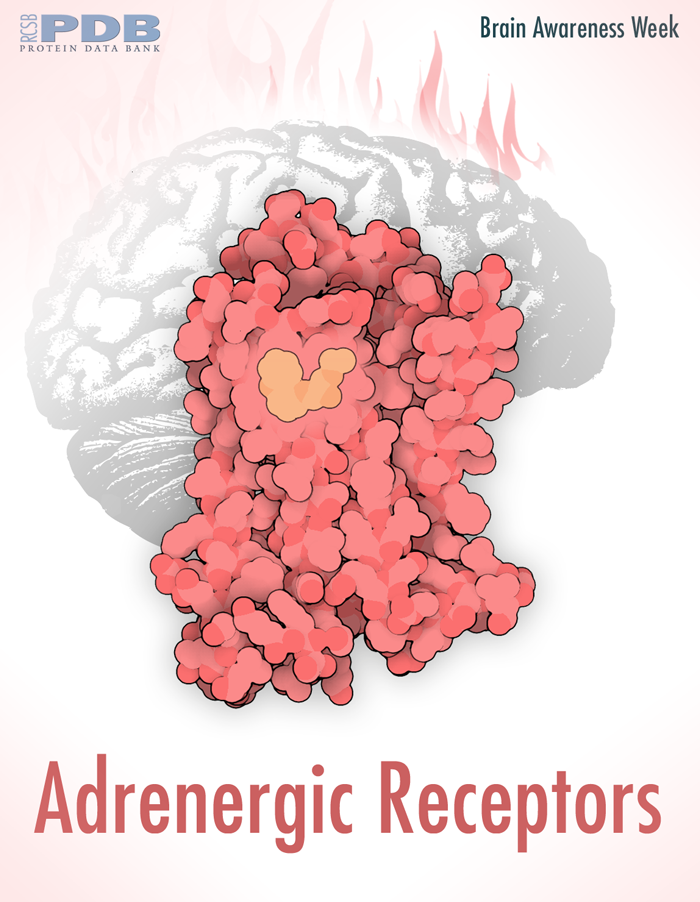 <a href="http://pdb101.rcsb.org/motm/100">Adrenaline stimulates a G-protein-coupled receptor, priming us for action</a>