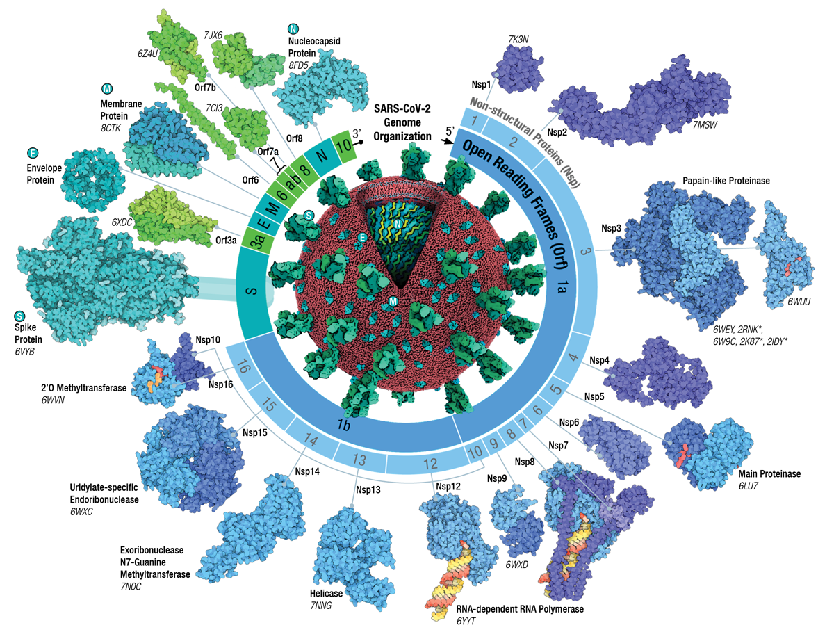 Adapted from Architecture of the SARS-CoV-2 genome and proteome in Evolution of the SARS-CoV-2 proteome in three dimensions (3D) during the first 6 months of the COVID-19 pandemic <I>Proteins: Structure, Function, and Bioinformatics</I> (2022) 90: 1054-1080; doi: <a href="https://doi.org/10.1002/prot.26250">10.1002/prot.26250</a>