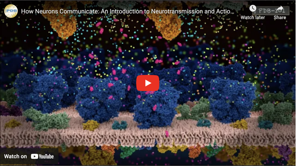 The billions of neurons in our nervous system are constantly communicating. The signals they send to each other are responsible for our thoughts, sensations, and actions. Learn how ions, ion channels, receptors, and neurotransmitters work together to enable the neuronal signaling process.